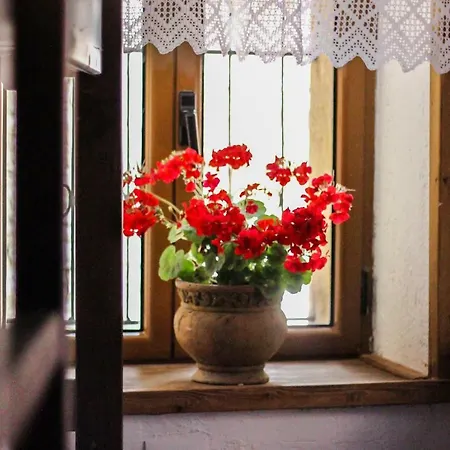 Trigona & * ジロカストラ